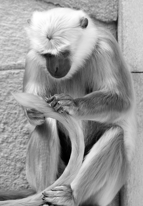 AAA 3105Tiere-Zoom-Erlebniswelt-D33_7090.jpg - Zoo Wuppertal